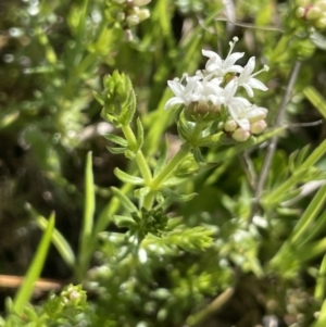 Asperula conferta at Collector, NSW - 22 Sep 2023