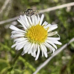 Calotis anthemoides (Chamomile Burr-daisy) at Collector, NSW - 22 Sep 2023 by JaneR