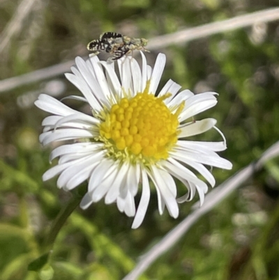 Calotis anthemoides (Chamomile Burr-daisy) at Collector TSR - 22 Sep 2023 by JaneR