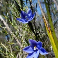 Thelymitra ixioides (Dotted Sun Orchid) at Boro - 20 Sep 2023 by Paul4K