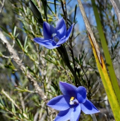 Thelymitra ixioides (Dotted Sun Orchid) at Boro - 20 Sep 2023 by Paul4K