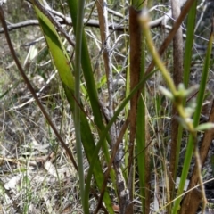 Thelymitra ixioides at Borough, NSW - suppressed