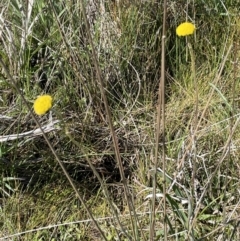 Craspedia canens (Grey Billy Buttons) - 1 Jan 1900 by JaneR