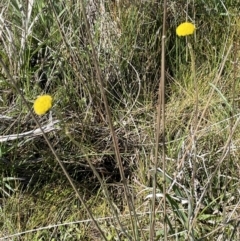 Craspedia canens (Grey Billy Buttons) at Collector, NSW - 22 Sep 2023 by JaneR