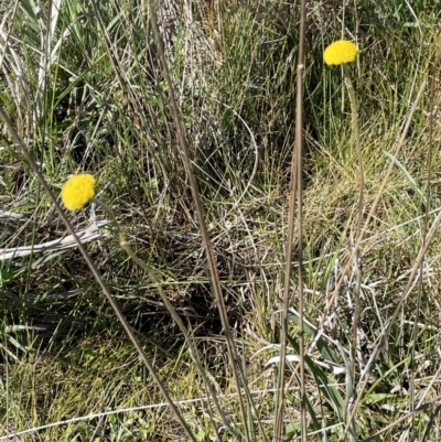 Craspedia canens (Grey Billy Buttons) at Collector, NSW - 22 Sep 2023 by JaneR