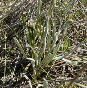 Craspedia canens at Collector, NSW - suppressed