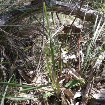 Dianella sp. aff. longifolia (Benambra) (Pale Flax Lily, Blue Flax Lily) at Hall, ACT - 19 Sep 2023 by BethanyDunne