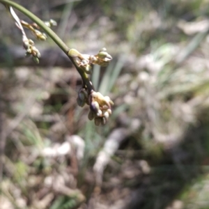 Dianella sp. aff. longifolia (Benambra) at Hall, ACT - 19 Sep 2023