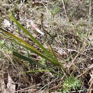 Dianella sp. aff. longifolia (Benambra) at Hall, ACT - 19 Sep 2023