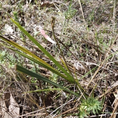 Dianella sp. aff. longifolia (Benambra) (Pale Flax Lily, Blue Flax Lily) at Hall, ACT - 19 Sep 2023 by BethanyDunne