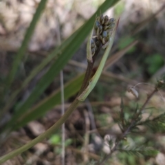 Dianella sp. aff. longifolia (Benambra) at Hall, ACT - 19 Sep 2023