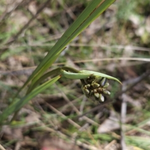 Dianella sp. aff. longifolia (Benambra) at Hall, ACT - 19 Sep 2023