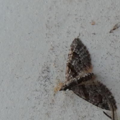 Phrissogonus laticostata (Apple looper moth) at Borough, NSW - 20 Sep 2023 by Paul4K