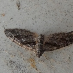 Phrissogonus laticostata at Borough, NSW - 21 Sep 2023