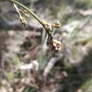 Dianella sp. aff. longifolia (Benambra) at Hall, ACT - 19 Sep 2023