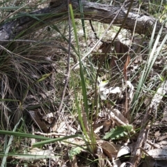 Dianella sp. aff. longifolia (Benambra) at Hall, ACT - 19 Sep 2023