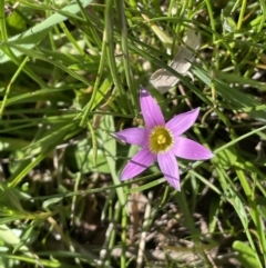 Romulea rosea var. australis (Onion Grass) at Collector, NSW - 22 Sep 2023 by JaneR