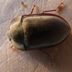 Pterohelaeus striatopunctatus (Darkling beetle) at Borough, NSW - 21 Sep 2023 by Paul4K