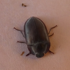 Pterohelaeus sp. (genus) at Borough, NSW - 21 Sep 2023