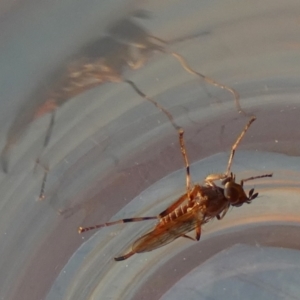 Cardiacera sp. (genus) at Borough, NSW - 21 Sep 2023