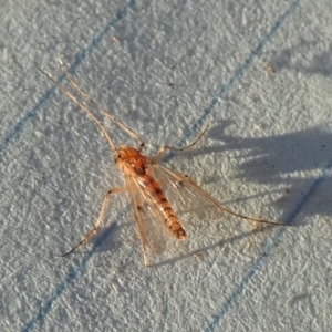 Chironomidae (family) at Borough, NSW - 21 Sep 2023