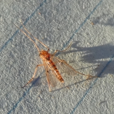 Chironomidae (family) (Non-biting Midge) at Boro - 20 Sep 2023 by Paul4K