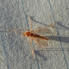 Chironomidae (family) at Borough, NSW - 21 Sep 2023