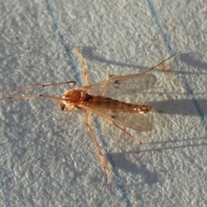 Chironomidae (family) at Borough, NSW - 21 Sep 2023