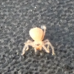 Unidentified Spider (Araneae) at Borough, NSW - 21 Sep 2023 by Paul4K