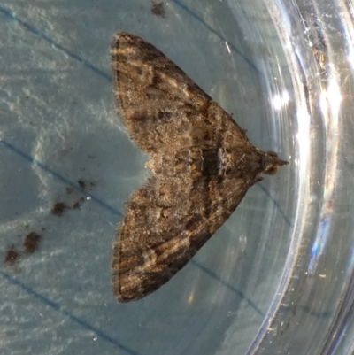 Phrissogonus laticostata (Apple looper moth) at Borough, NSW - 21 Sep 2023 by Paul4K