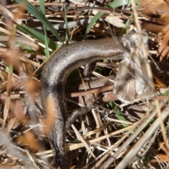 Lampropholis guichenoti (Common Garden Skink) at Mayfield, NSW - 22 Sep 2023 by Paul4K
