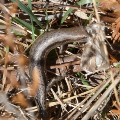 Lampropholis guichenoti (Common Garden Skink) at Mayfield, NSW - 21 Sep 2023 by Paul4K