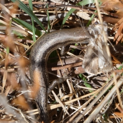 Lampropholis guichenoti (Common Garden Skink) at Mayfield, NSW - 22 Sep 2023 by Paul4K