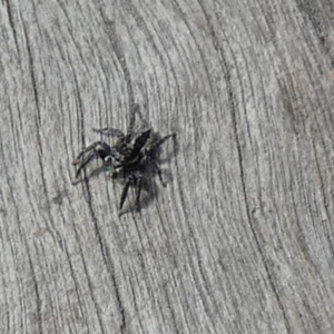 Jotus sp. (genus) at Borough, NSW - 22 Sep 2023