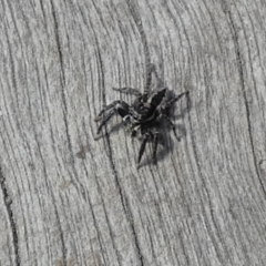 Jotus sp. (genus) at Borough, NSW - suppressed