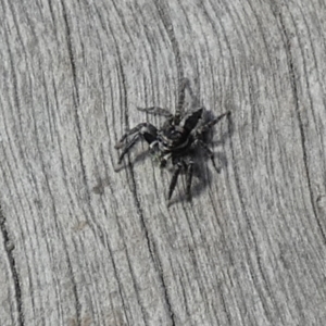 Jotus sp. (genus) at Borough, NSW - suppressed