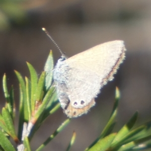 Nacaduba biocellata at Borough, NSW - suppressed