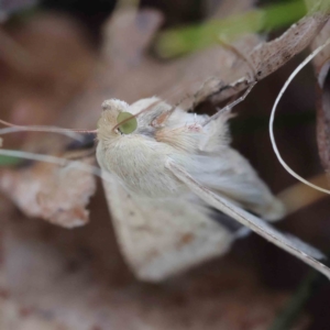 Helicoverpa (genus) at Turner, ACT - 18 Sep 2023 04:19 PM