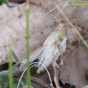 Helicoverpa (genus) at Turner, ACT - 18 Sep 2023