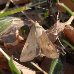 Helicoverpa (genus) at Turner, ACT - 18 Sep 2023