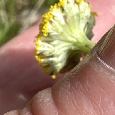 Craspedia variabilis (Common Billy Buttons) at Belconnen, ACT - 23 Sep 2023 by lbradley