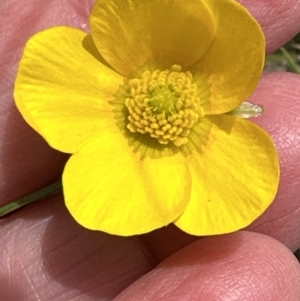 Ranunculus lappaceus at Aranda, ACT - 23 Sep 2023