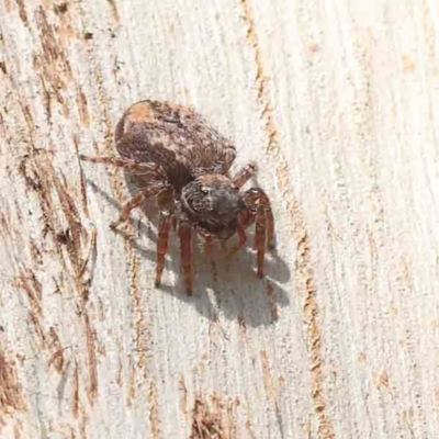 Servaea incana (Hoary Servaea) at Turner, ACT - 18 Sep 2023 by ConBoekel