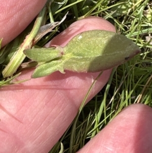 Rumex acetosella at Aranda, ACT - 23 Sep 2023 12:27 PM