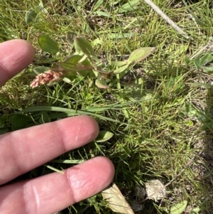 Rumex acetosella at Aranda, ACT - 23 Sep 2023