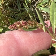 Rumex acetosella at Aranda, ACT - 23 Sep 2023