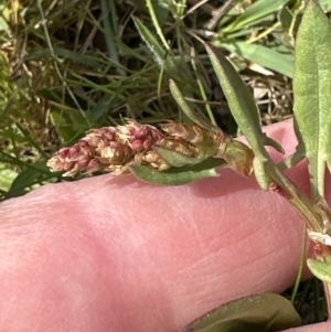 Rumex acetosella at Aranda, ACT - 23 Sep 2023 12:27 PM