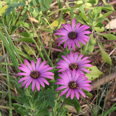 Dimorphotheca ecklonis (African Daisy) at Turner, ACT - 18 Sep 2023 by ConBoekel