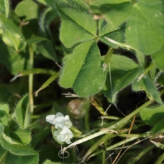 Trifolium subterraneum (Subterranean Clover) at Haig Park - 18 Sep 2023 by ConBoekel