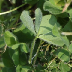 Trifolium subterraneum at Turner, ACT - 18 Sep 2023